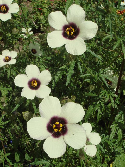 Hibiscus cannabinus fleur